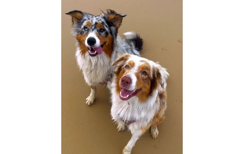 Australian Shepherds