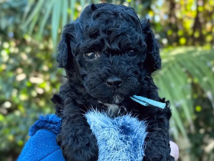 Ohana Oodles Toy Poodles