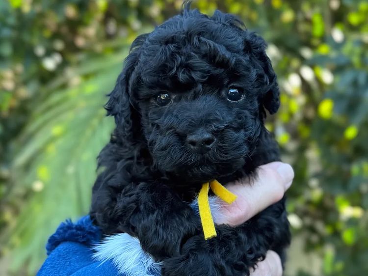 Ohana Oodles Toy Poodles