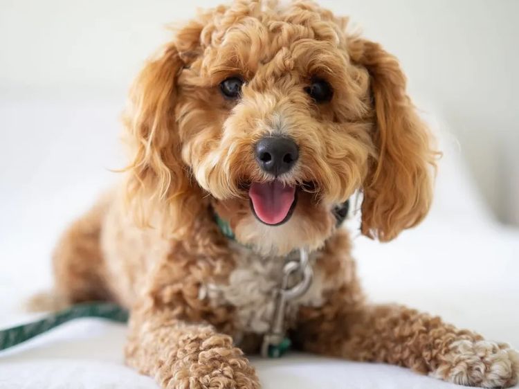 Ohana Oodles Toy Poodles