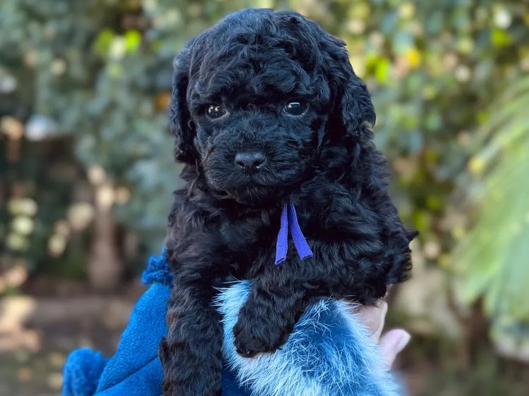Ohana Oodles Toy Poodles
