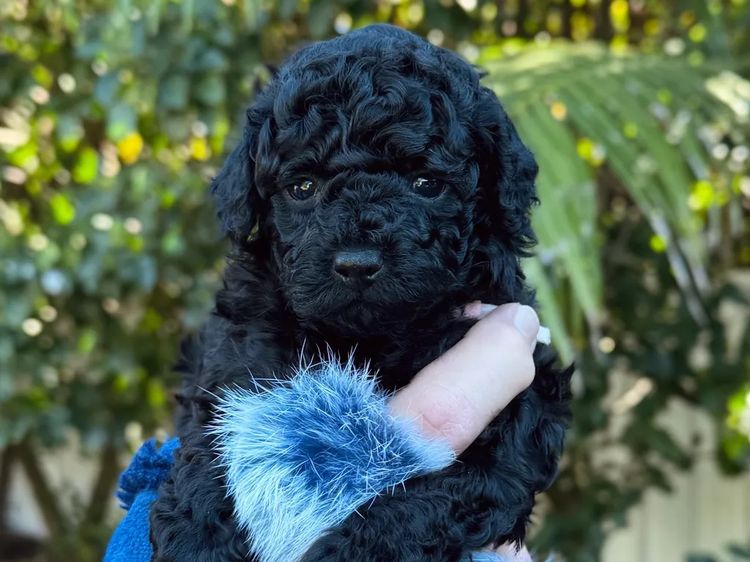 Ohana Oodles Toy Poodles
