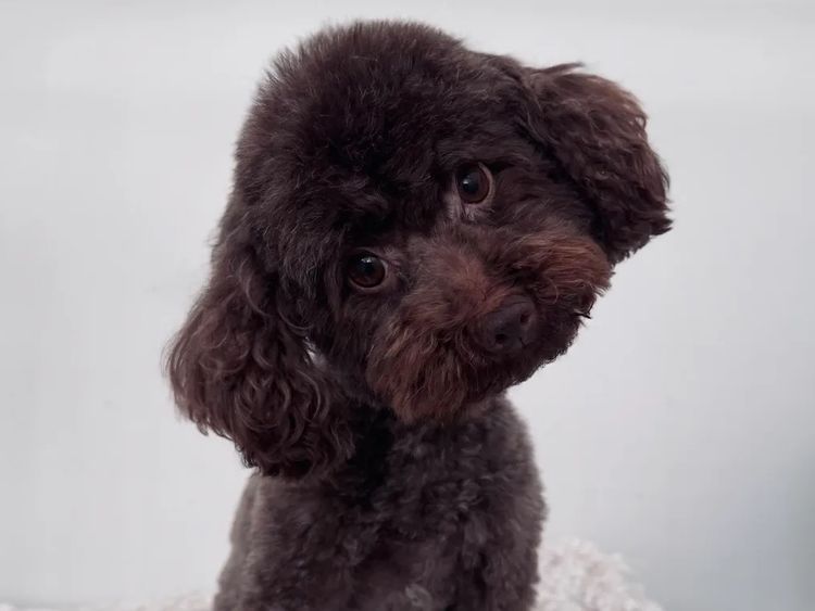 Ohana Oodles Toy Poodles