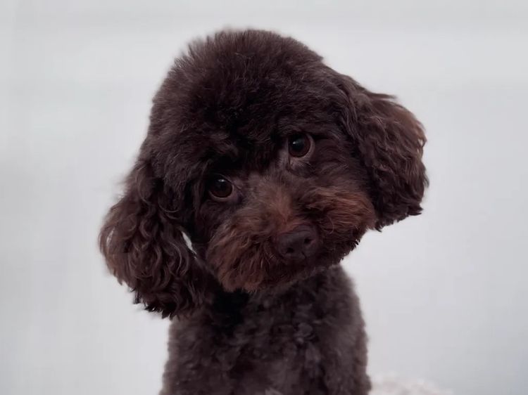 Ohana Oodles Toy Poodles