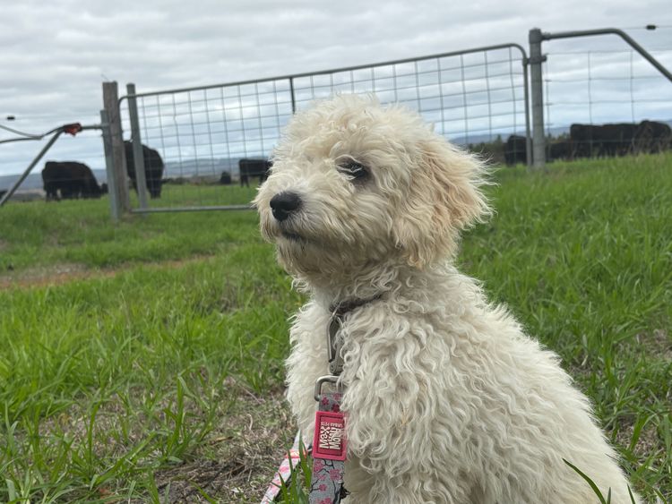 Bordoodles Down South