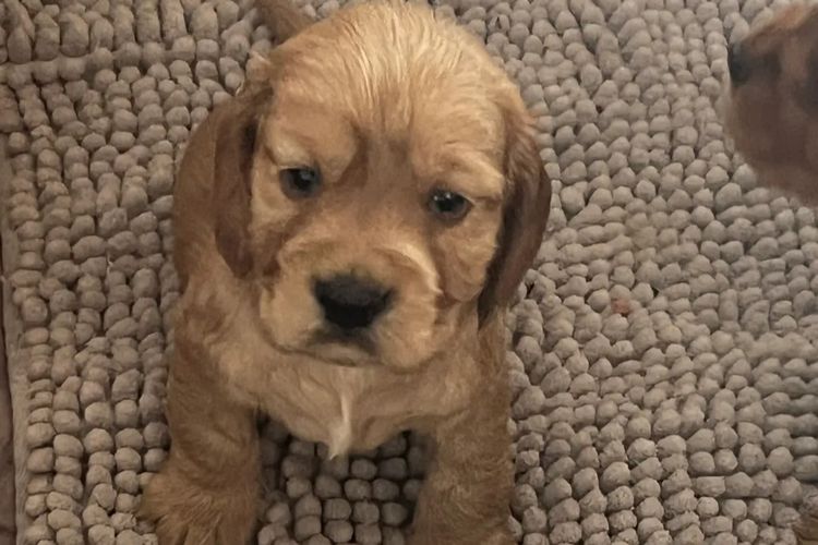 Palace Puppies Cocker Spaniels