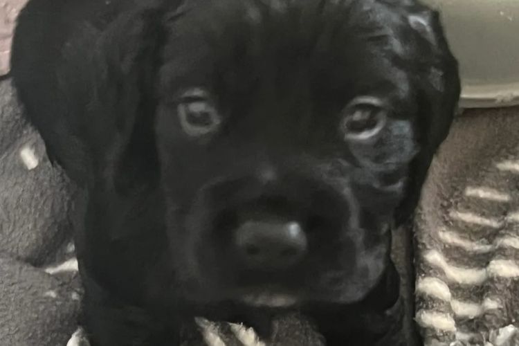 Palace Puppies Cocker Spaniels