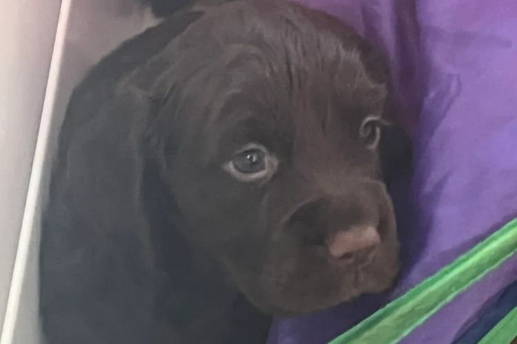 Palace Puppies Cocker Spaniels