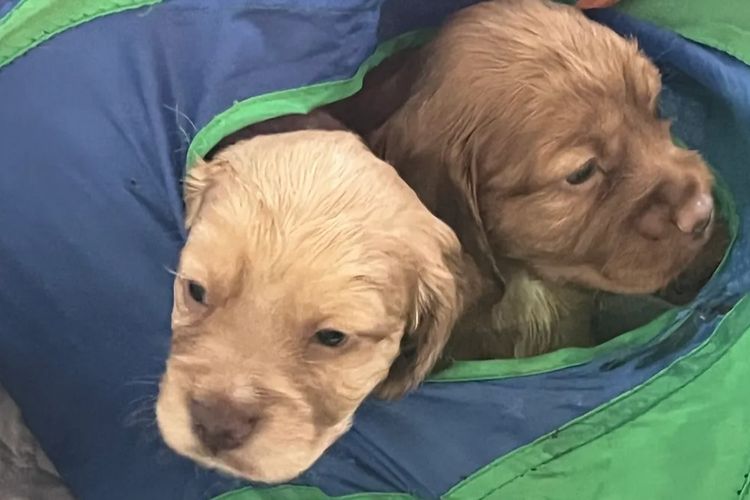 Palace Puppies Cocker Spaniels