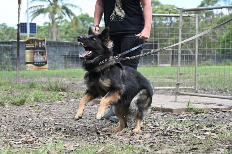 Tier Geist - German Shepherds