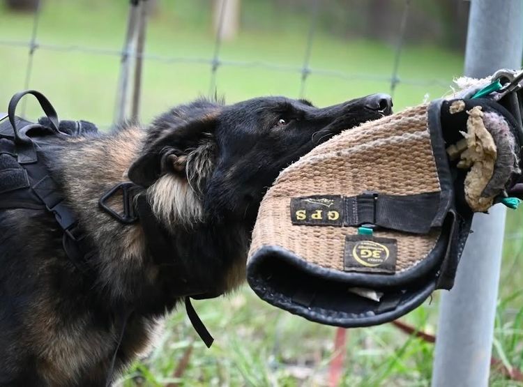 Tier Geist - German Shepherds
