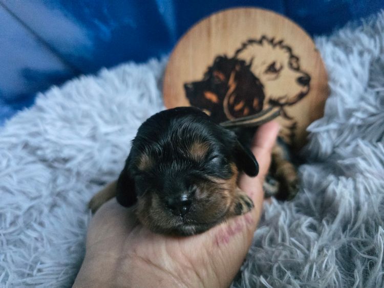 Sydney Cavaliers N Cavoodles - Cavaliers