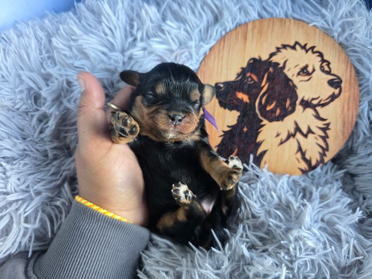 Sydney Cavaliers N Cavoodles - Cavaliers
