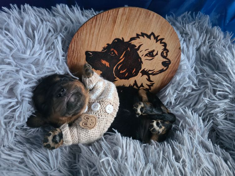 Sydney Cavaliers N Cavoodles - Cavaliers