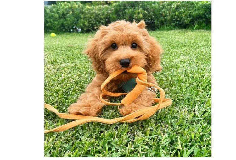 Cavoodle Lovers