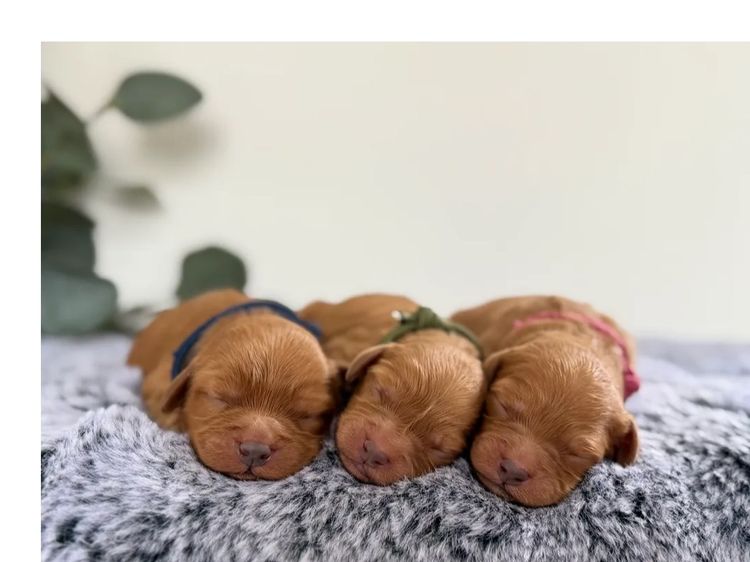 Cavoodle Lovers