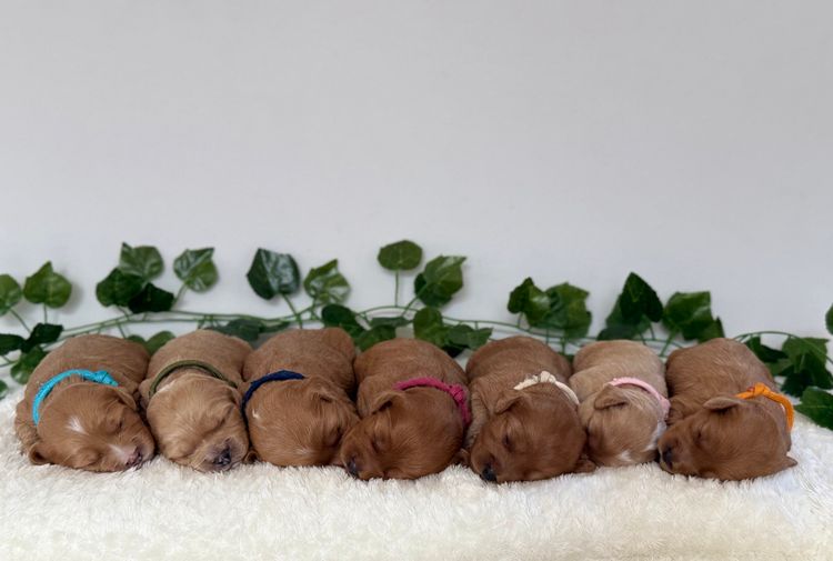 Cavoodle Lovers