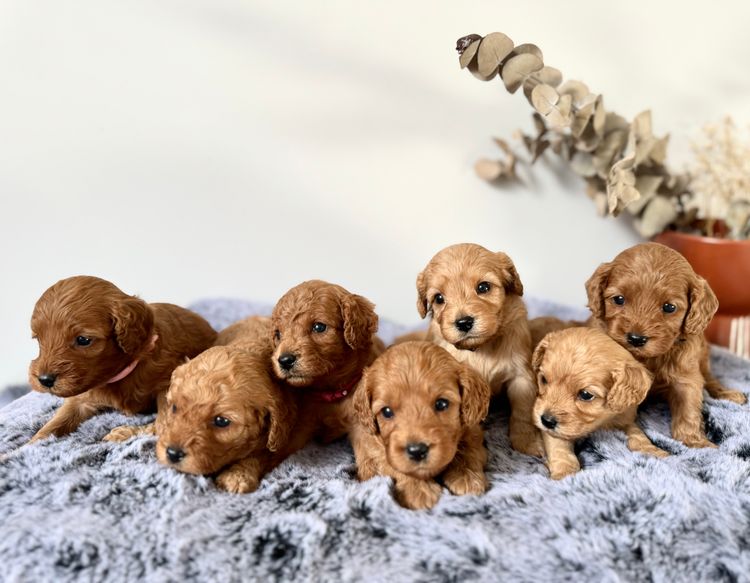 Cavoodle Lovers