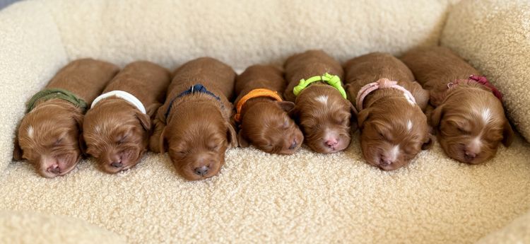 Cavoodle Lovers