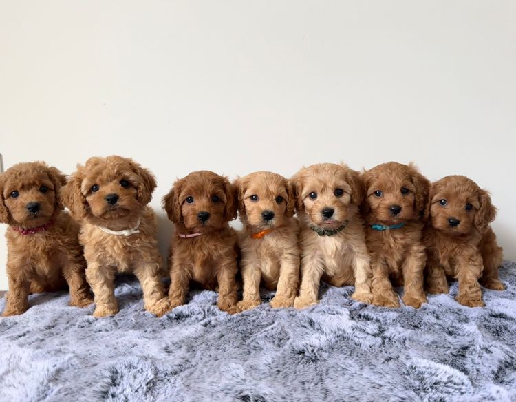 Cavoodle Lovers