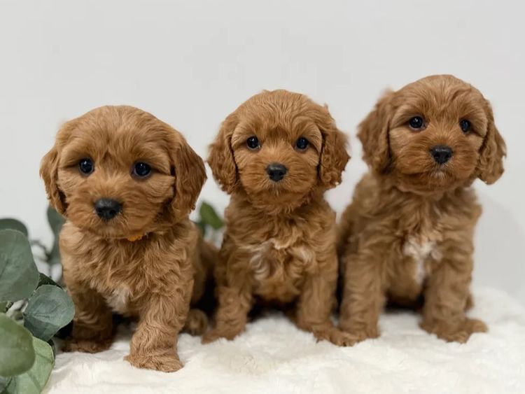 Cavoodle Lovers