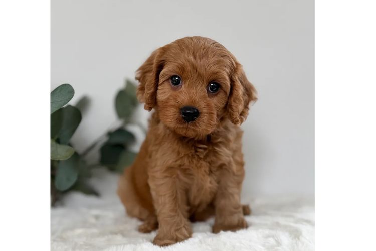 Cavoodle Lovers