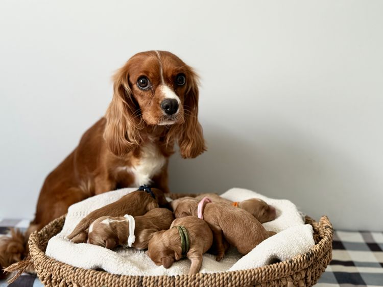 Cavoodle Lovers