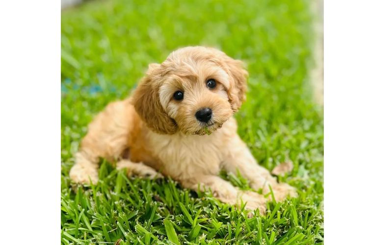 Cavoodle Lovers