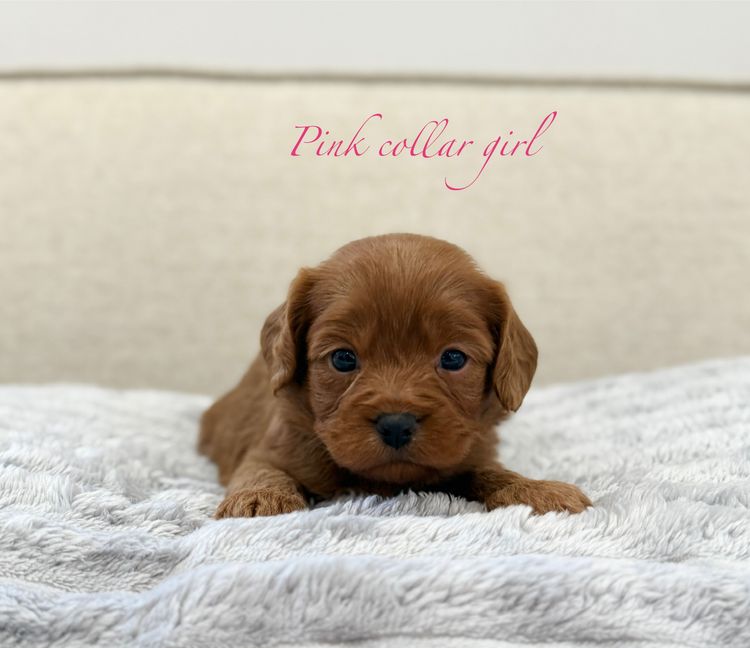 Cavoodle Lovers