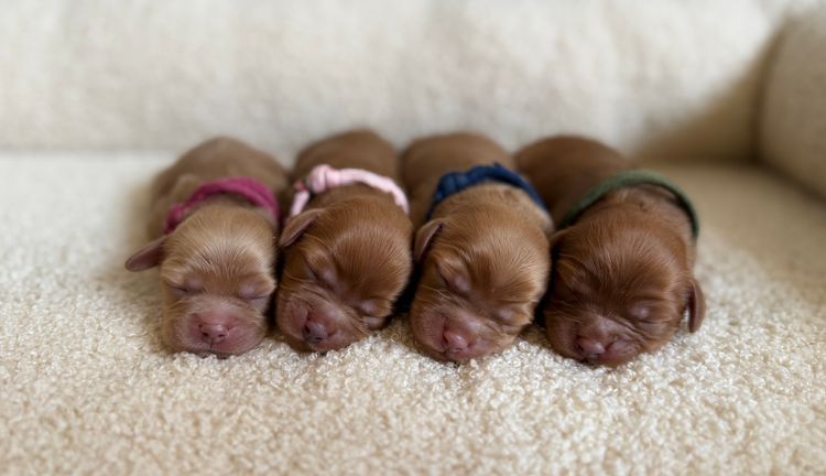 Cavoodle Lovers