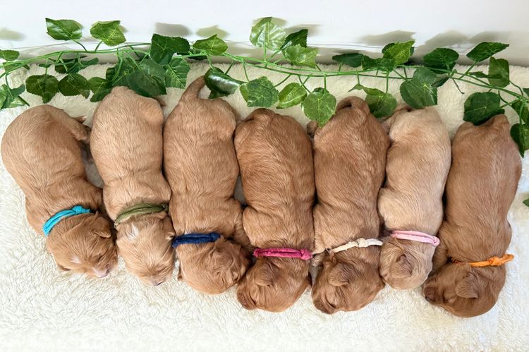 Cavoodle Lovers