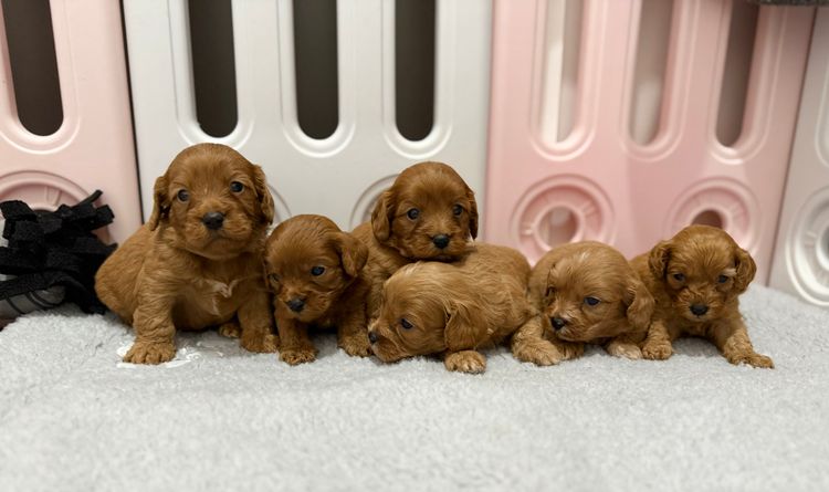 Cavoodle Lovers