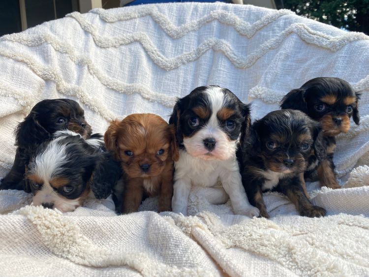 Cambooya Cavaliers