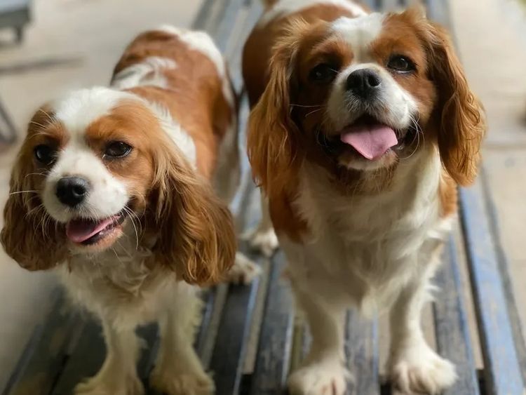 Cambooya Cavaliers