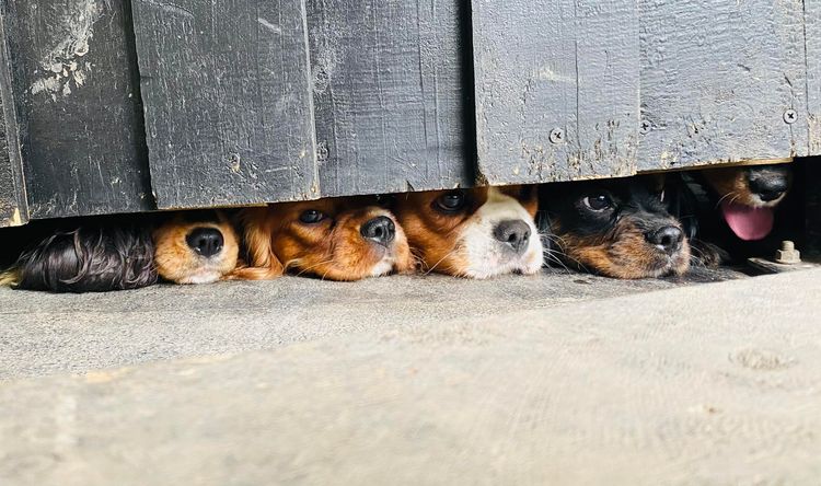 Cambooya Cavaliers
