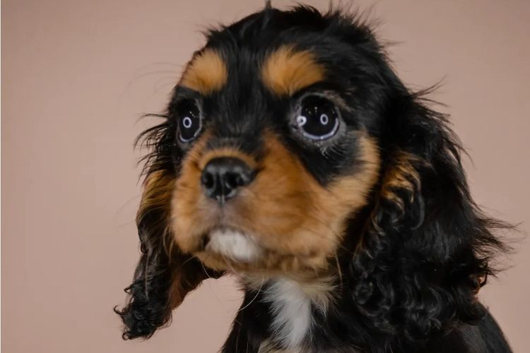 Cambooya Cavaliers