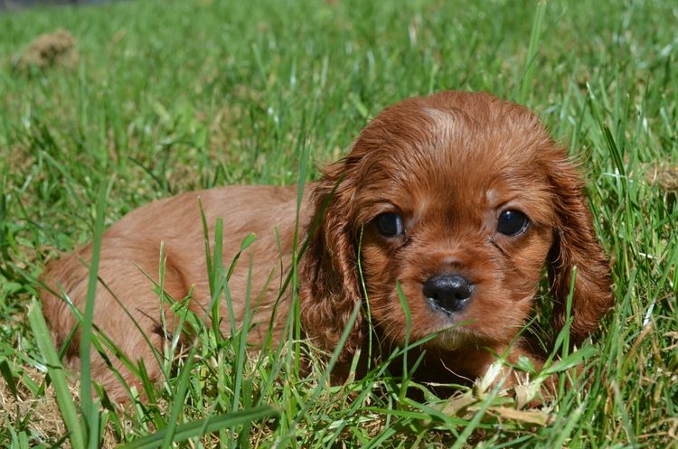 Cambooya Cavaliers