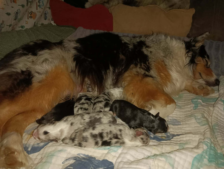 BINGOBA Australian Shepherds