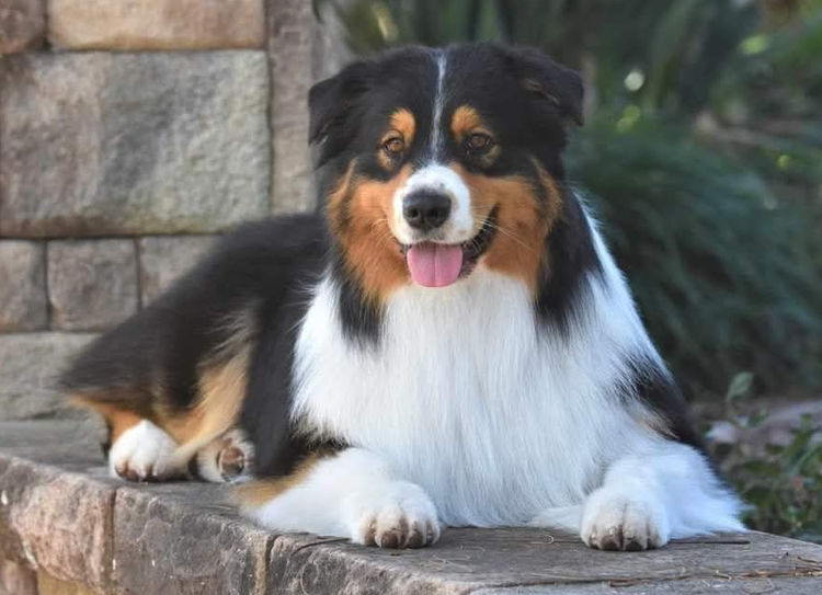 BINGOBA Australian Shepherds