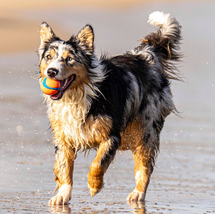 BINGOBA Australian Shepherds