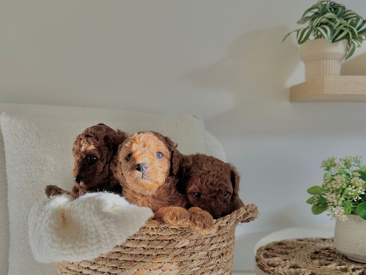 Tiny Tails Of Perth Cavoodles