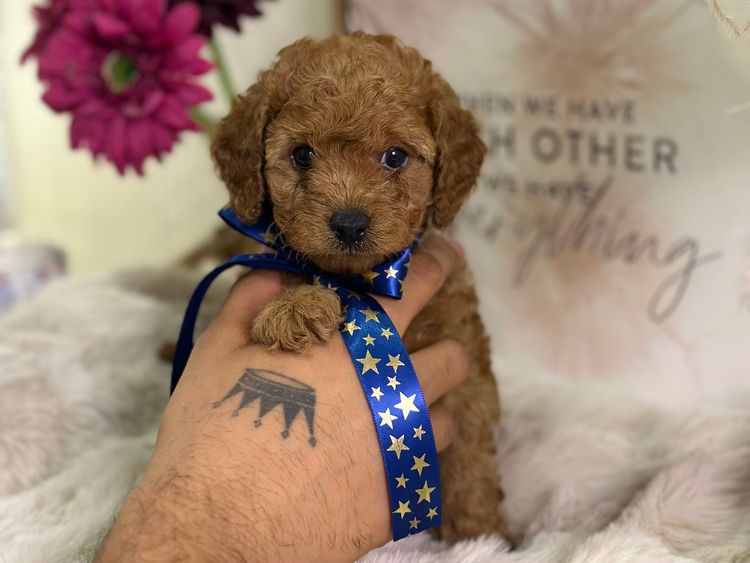 Tiny Tails Of Perth Cavoodles