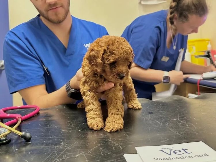 Tiny Tails Of Perth Cavoodles