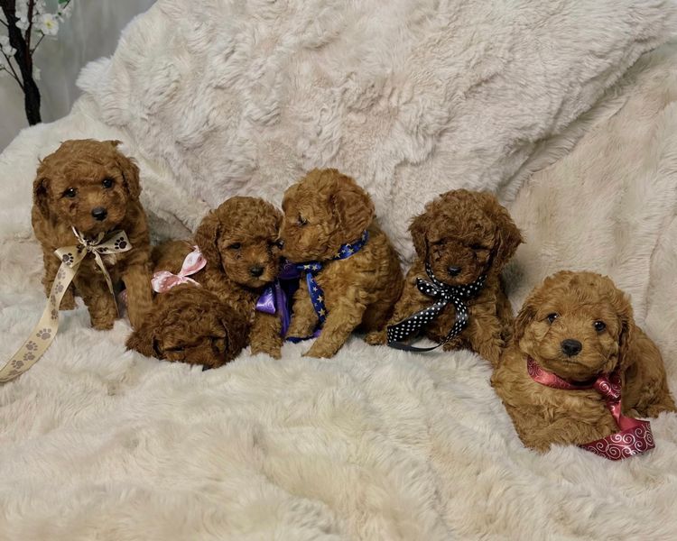 Tiny Tails Of Perth Cavoodles