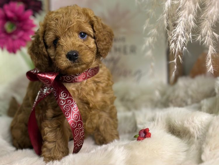 Tiny Tails Of Perth Cavoodles