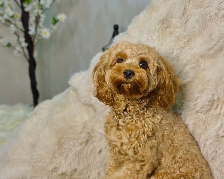 Tiny Tails Of Perth Cavoodles
