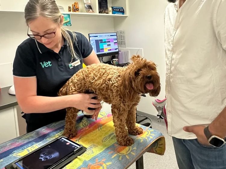Tiny Tails Of Perth Cavoodles