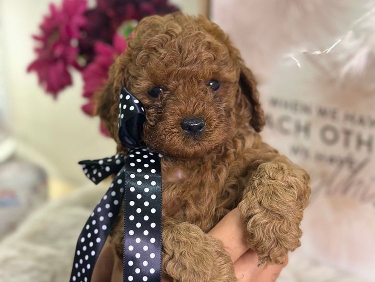 Tiny Tails Of Perth Cavoodles