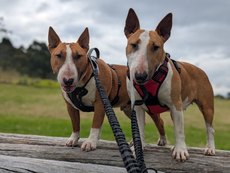 Dustin Kennels - Miniature Bull Terriers