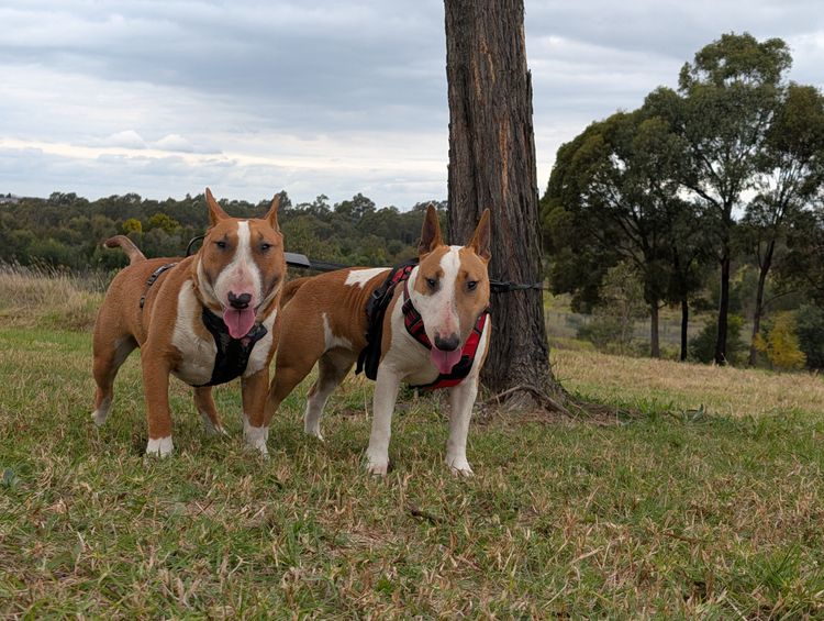 Dustin Kennels - Miniature Bull Terriers